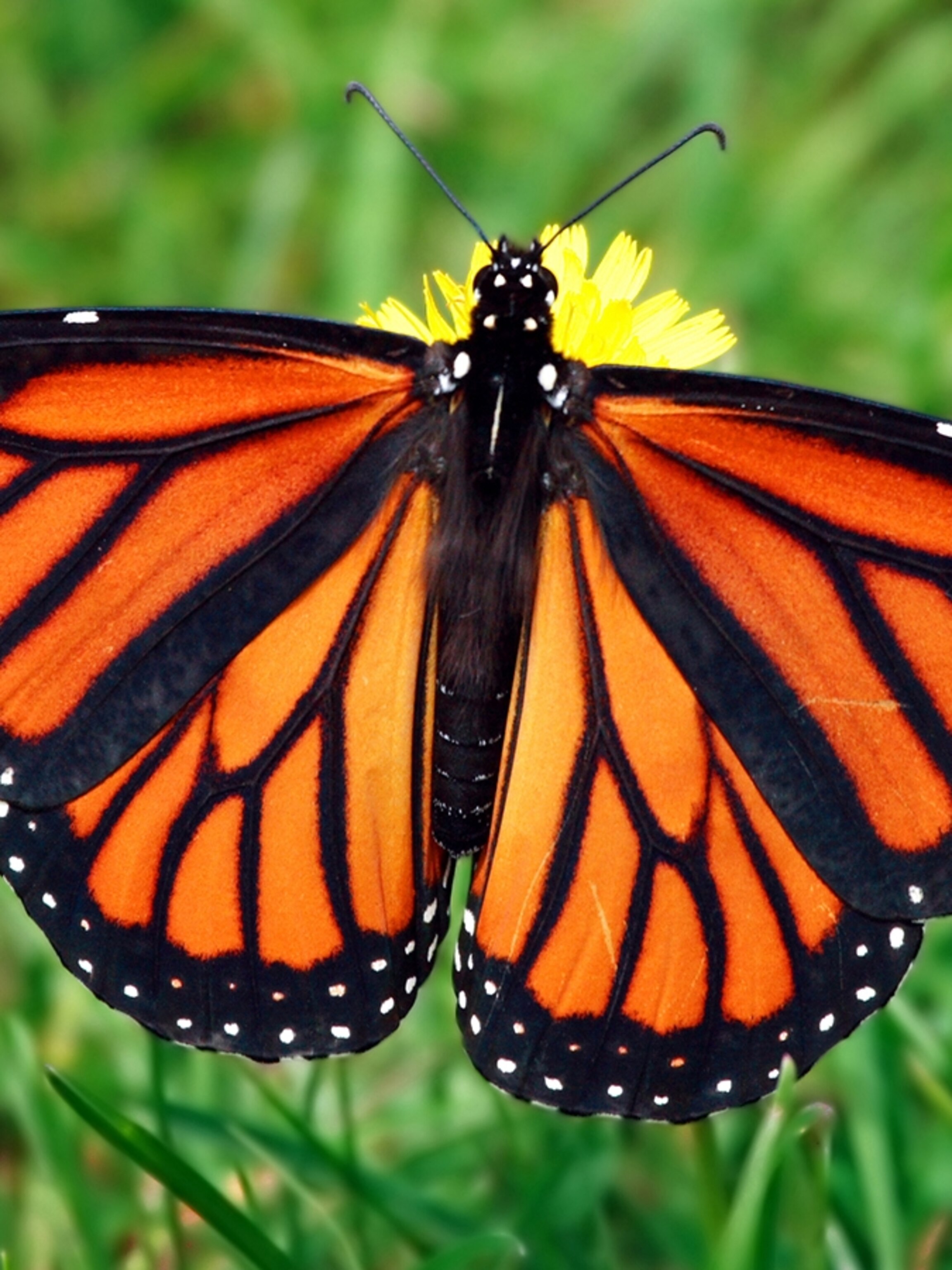 Monarch Butterfly Wings