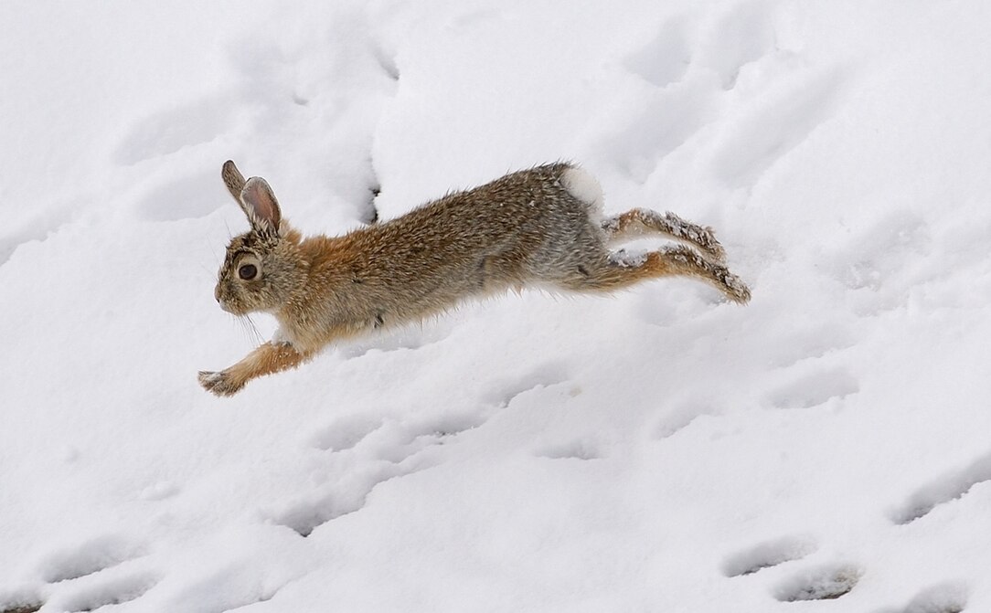 Rabbit Life Cycle Of Snow