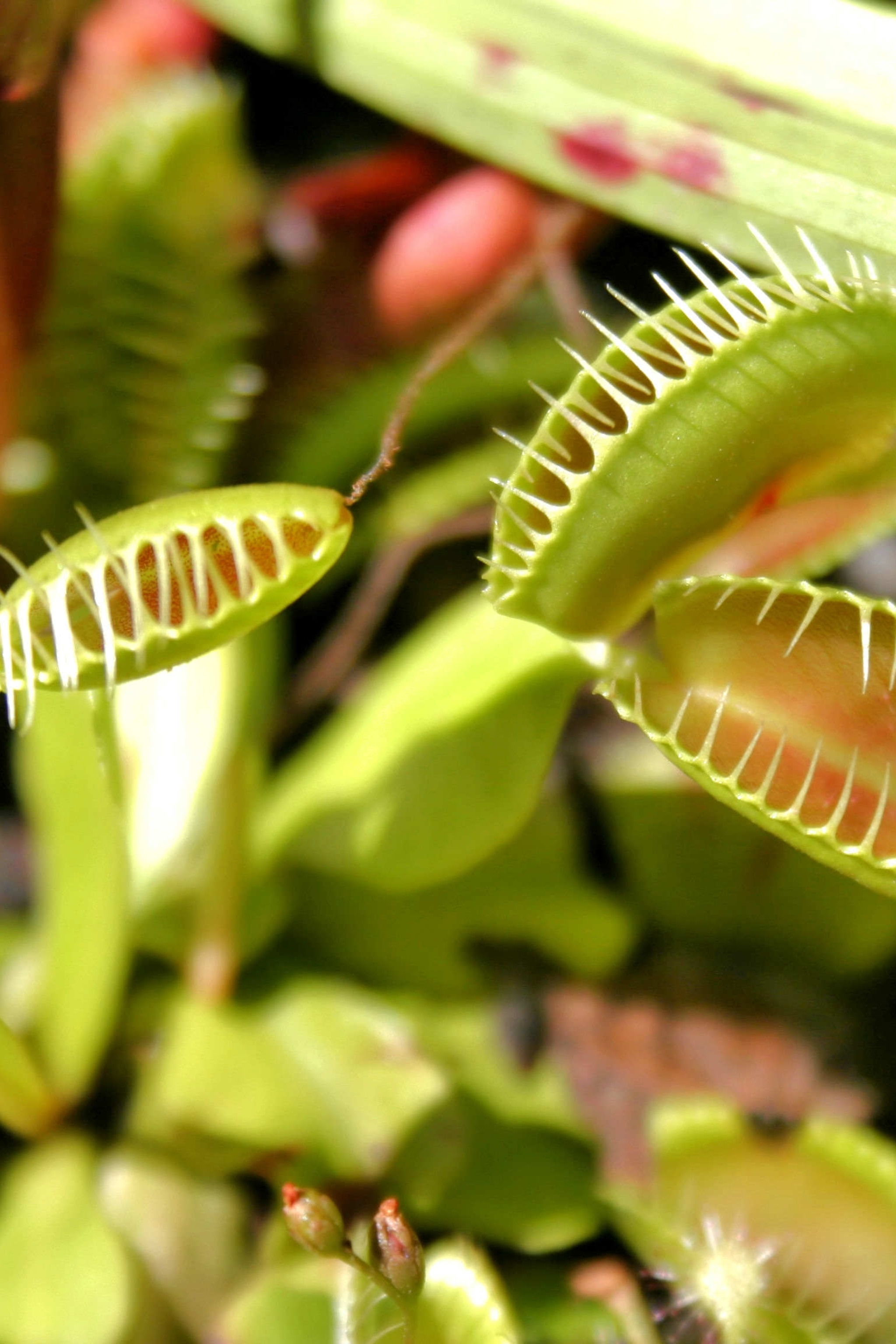 giant carnivorous plants with names