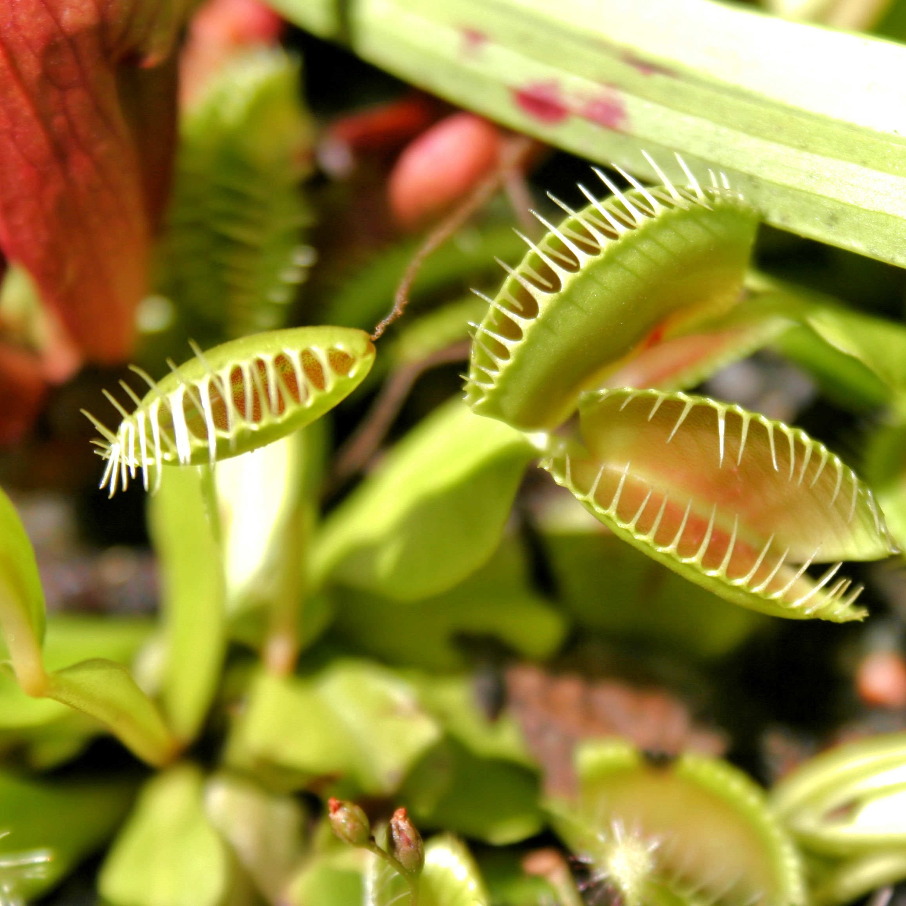 carnivorous plants eating human