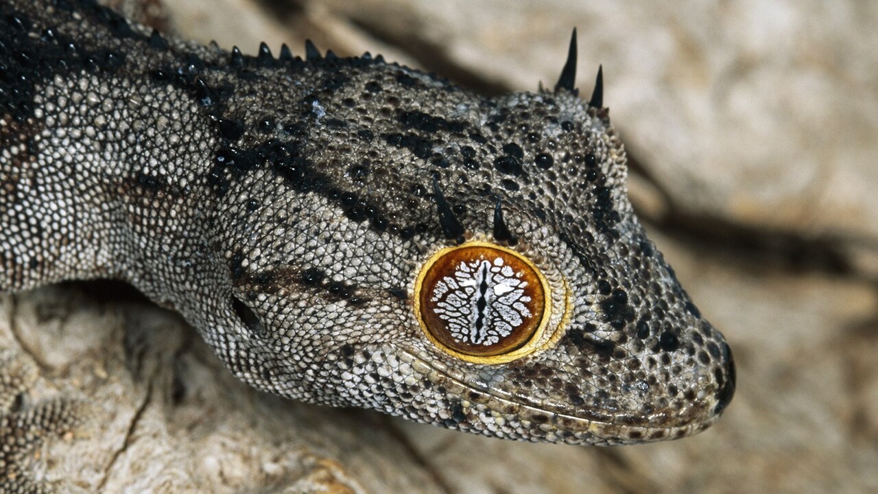 https://i.natgeofe.com/k/9fe020dd-8be6-4595-925a-d7841460b1b0/ww-animal-eyes-gecko.jpg?w=1280&h=720