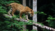 Jaguar Habitat