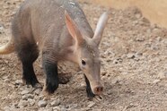 Aardvark The Biggest Animals Kingdom Aardvark The Biggest Animals Kingdom