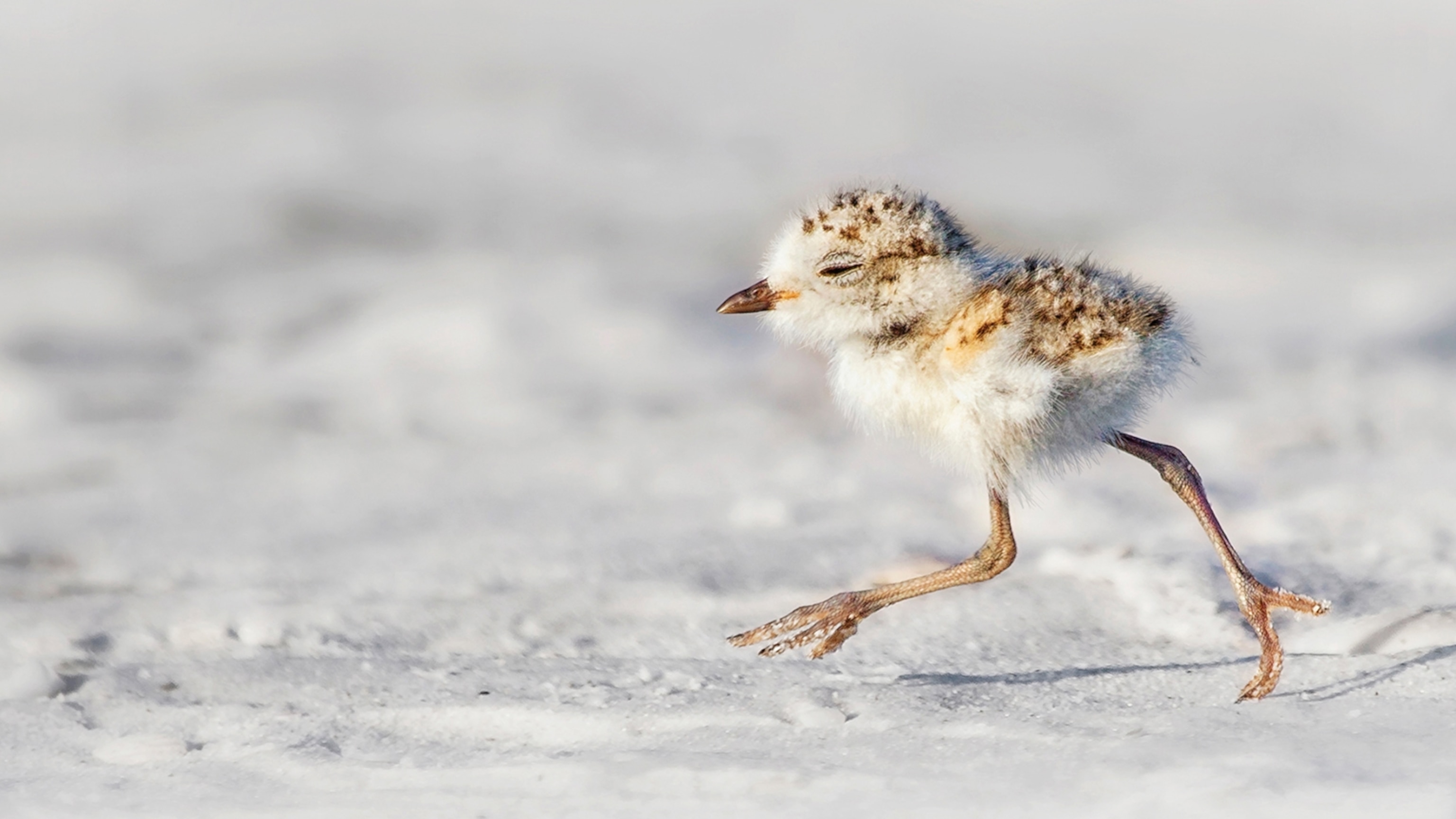 snowy-plover-chick-running.jpg