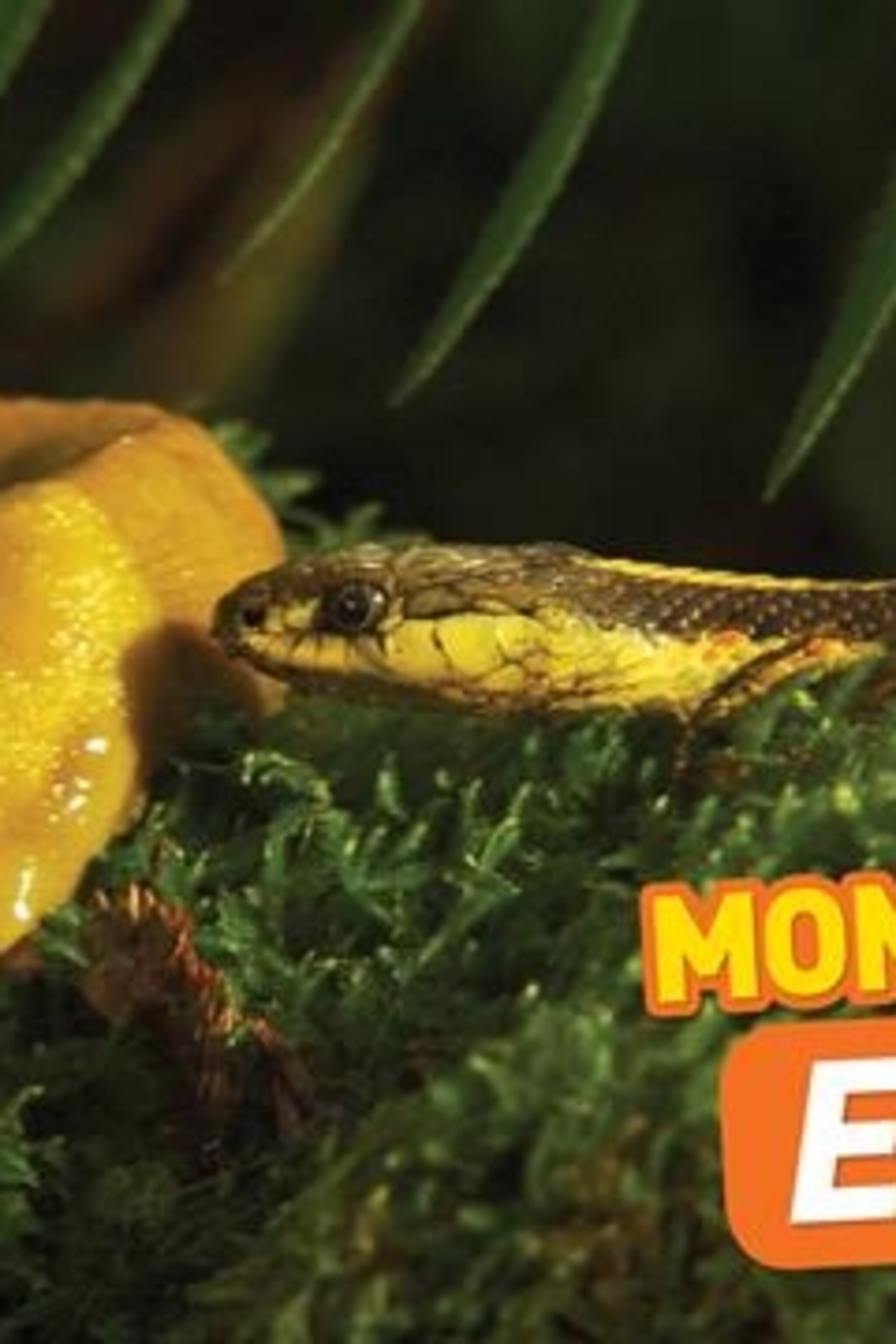 National Geographic Kids