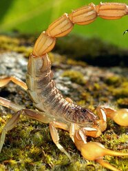 Scorpion Life Cycle