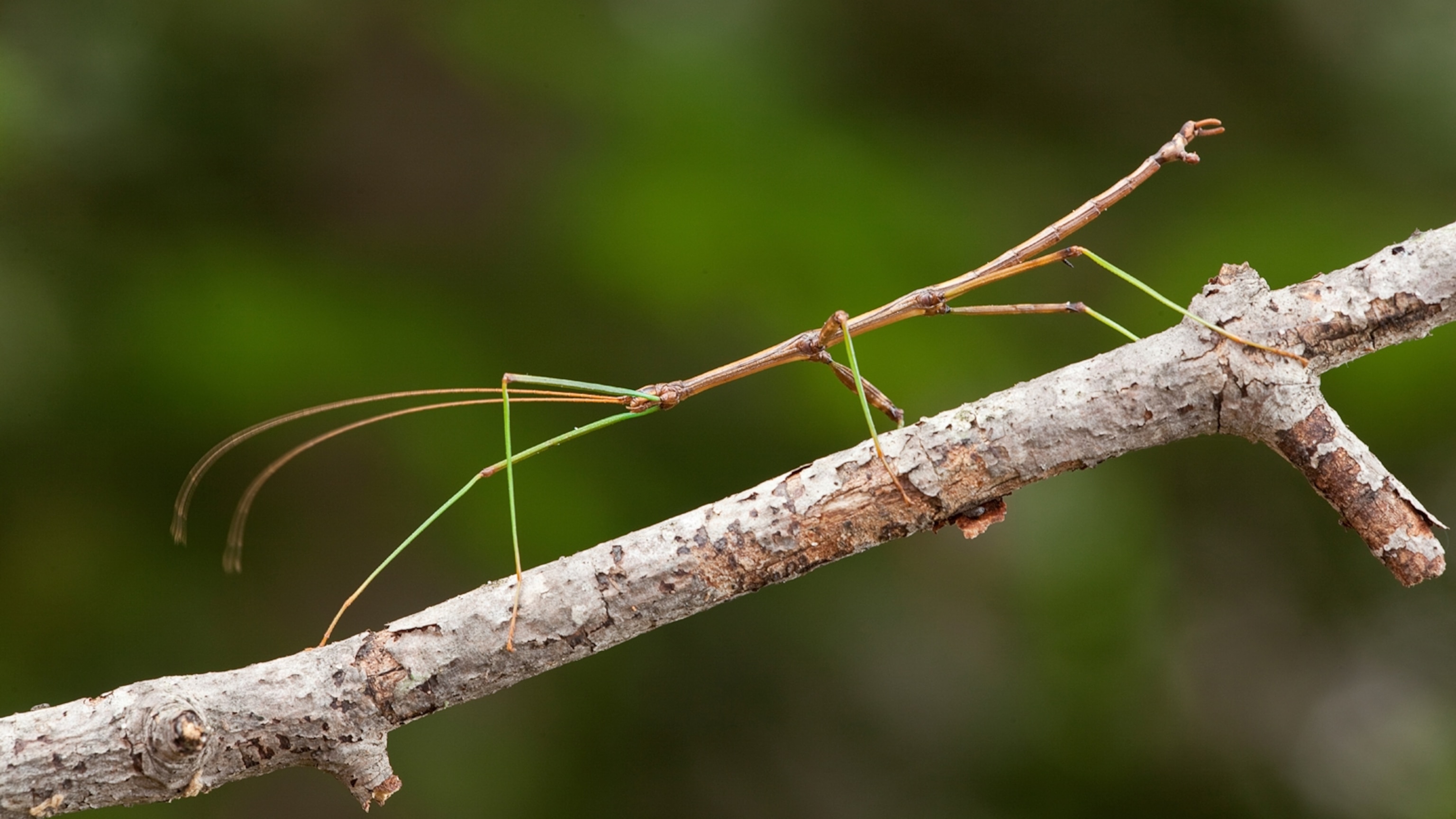 Giant Stick Bug