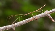 Giant Ly Stick Insect Facts Infoupdate