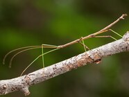 Walking Stick Life Cycle