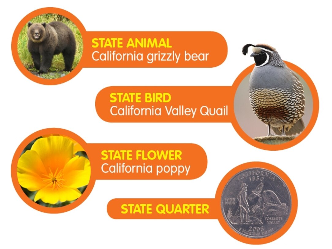 California State Tree Facts For Kids