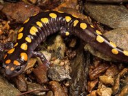 Spotted Salamander Life Cycle