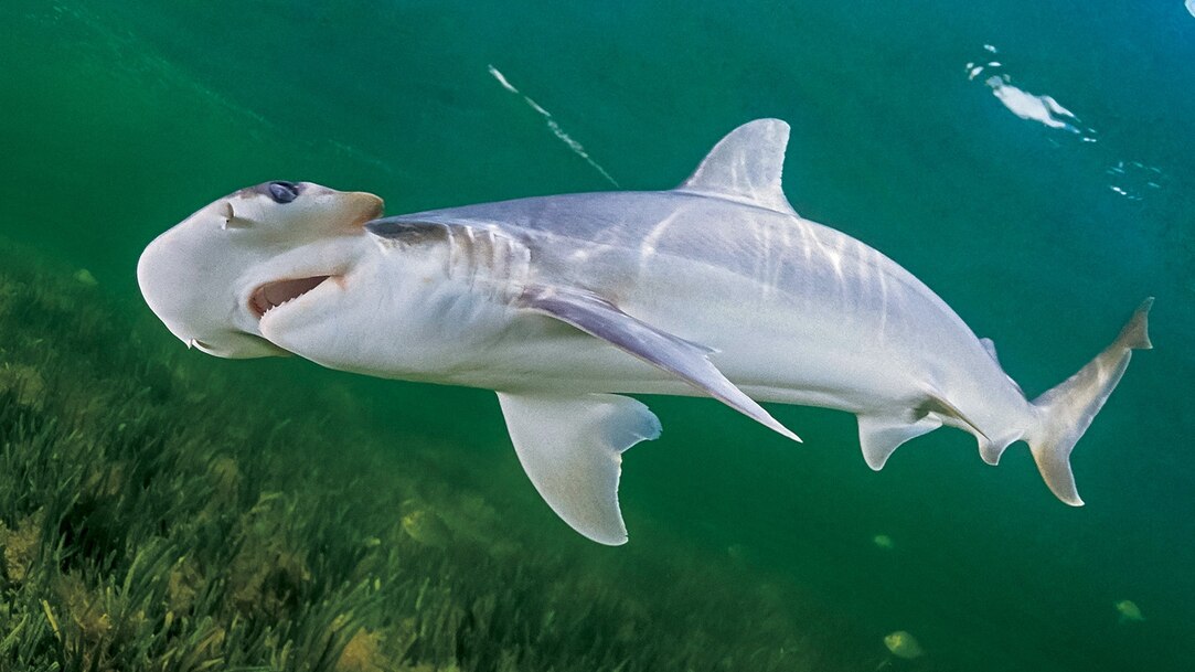 Bonnethead Shark Facts