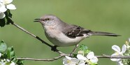Northern Mockingbirds Habitat