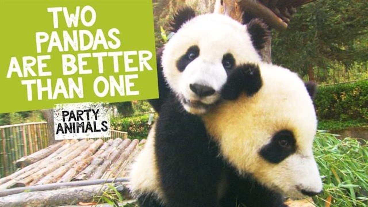 гигантская панда. панда обнимашка. список панда. красивая панда. список панда.