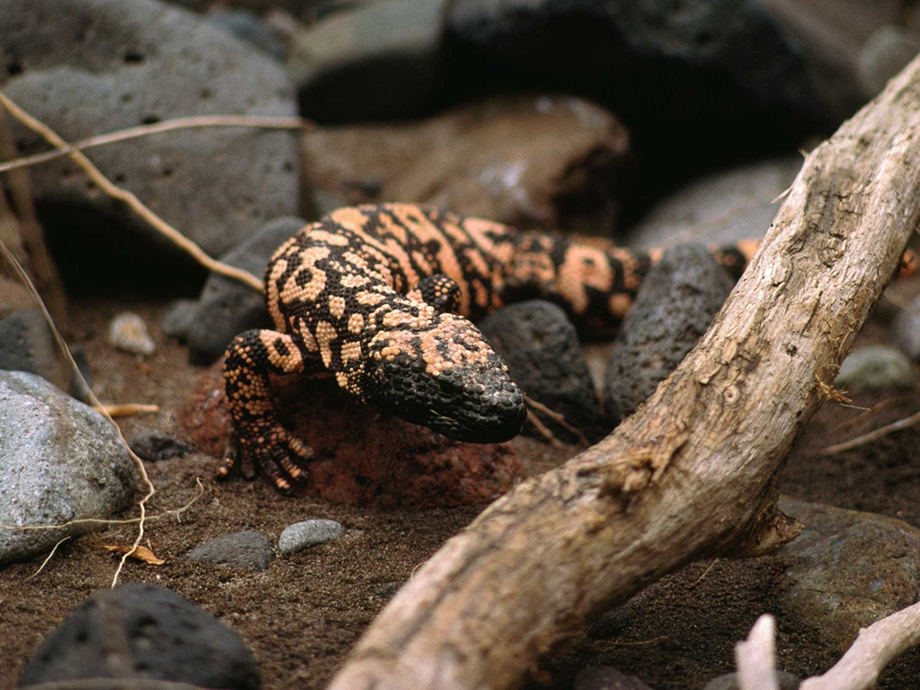 Gila Monster | National Geographic Kids