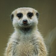 Meerkat Food