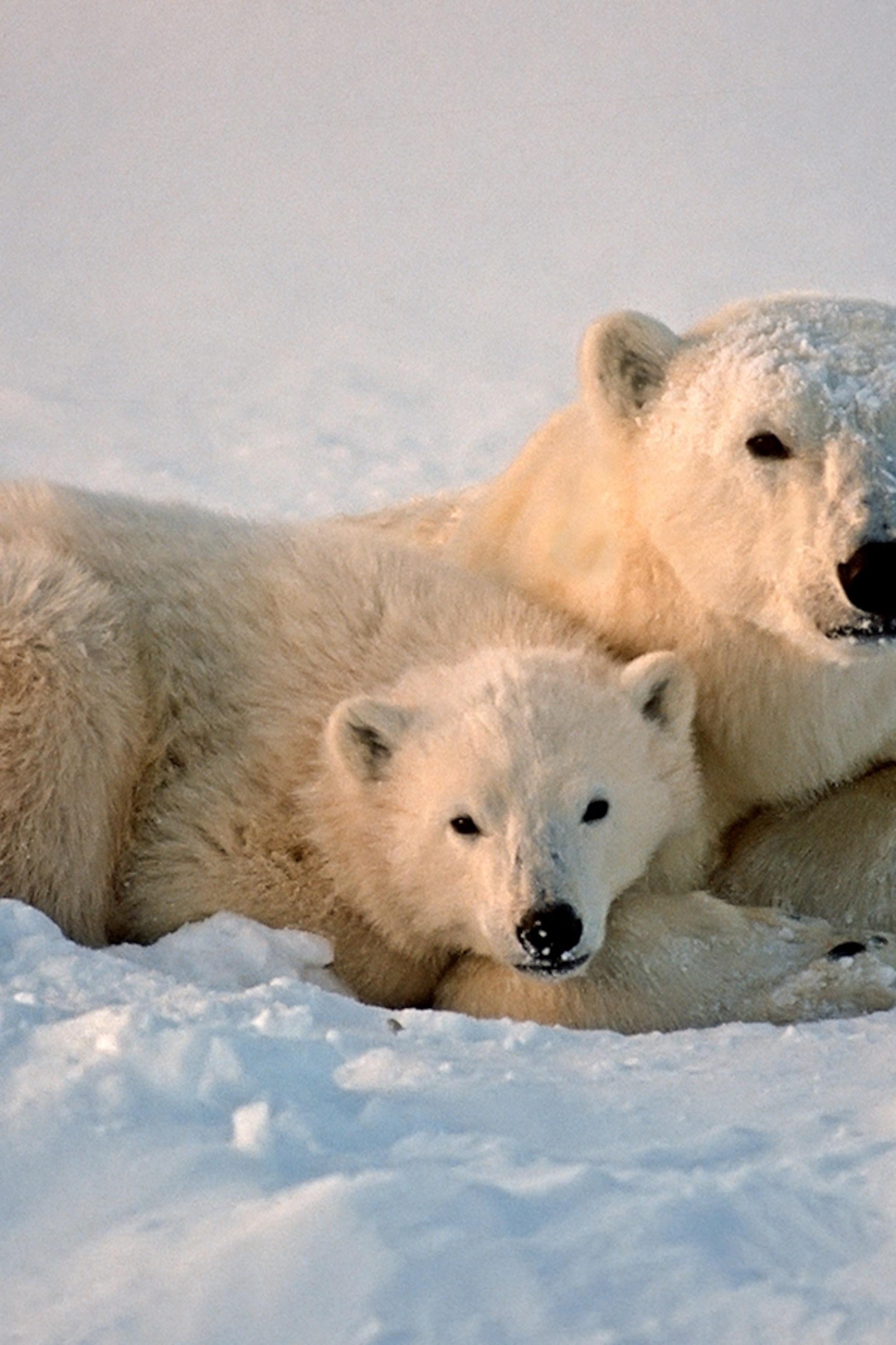 Polar Bear photos, facts, and map | National Geographic Kids, image size:2048x3072
