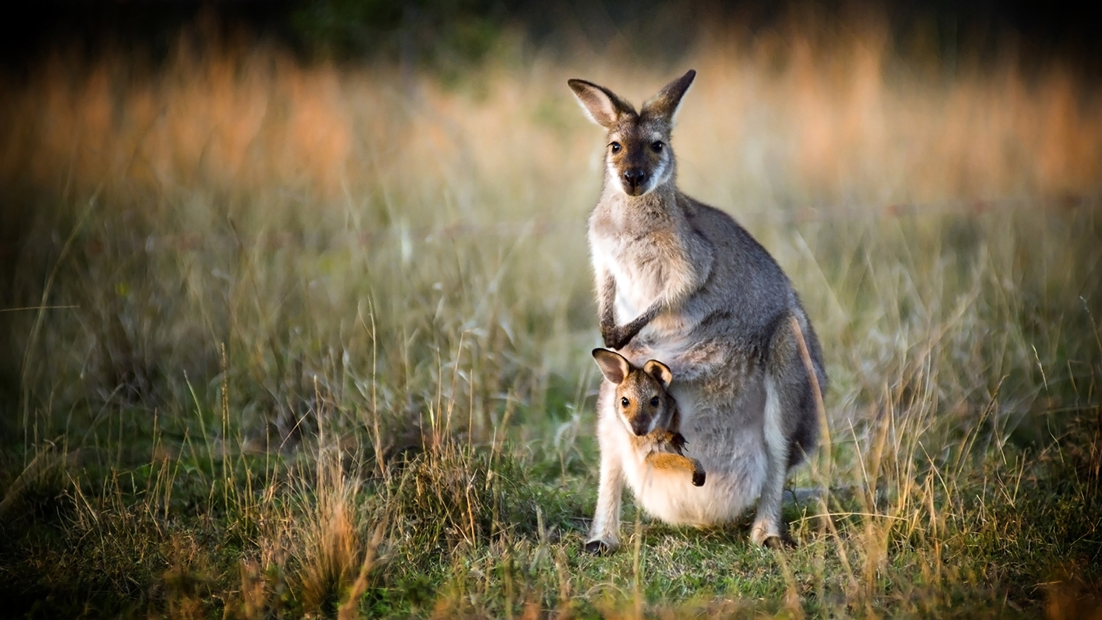 Kangaroo Facts And Photos National Geographic Kids Kangaroo Facts And Photos National Geographic Kids