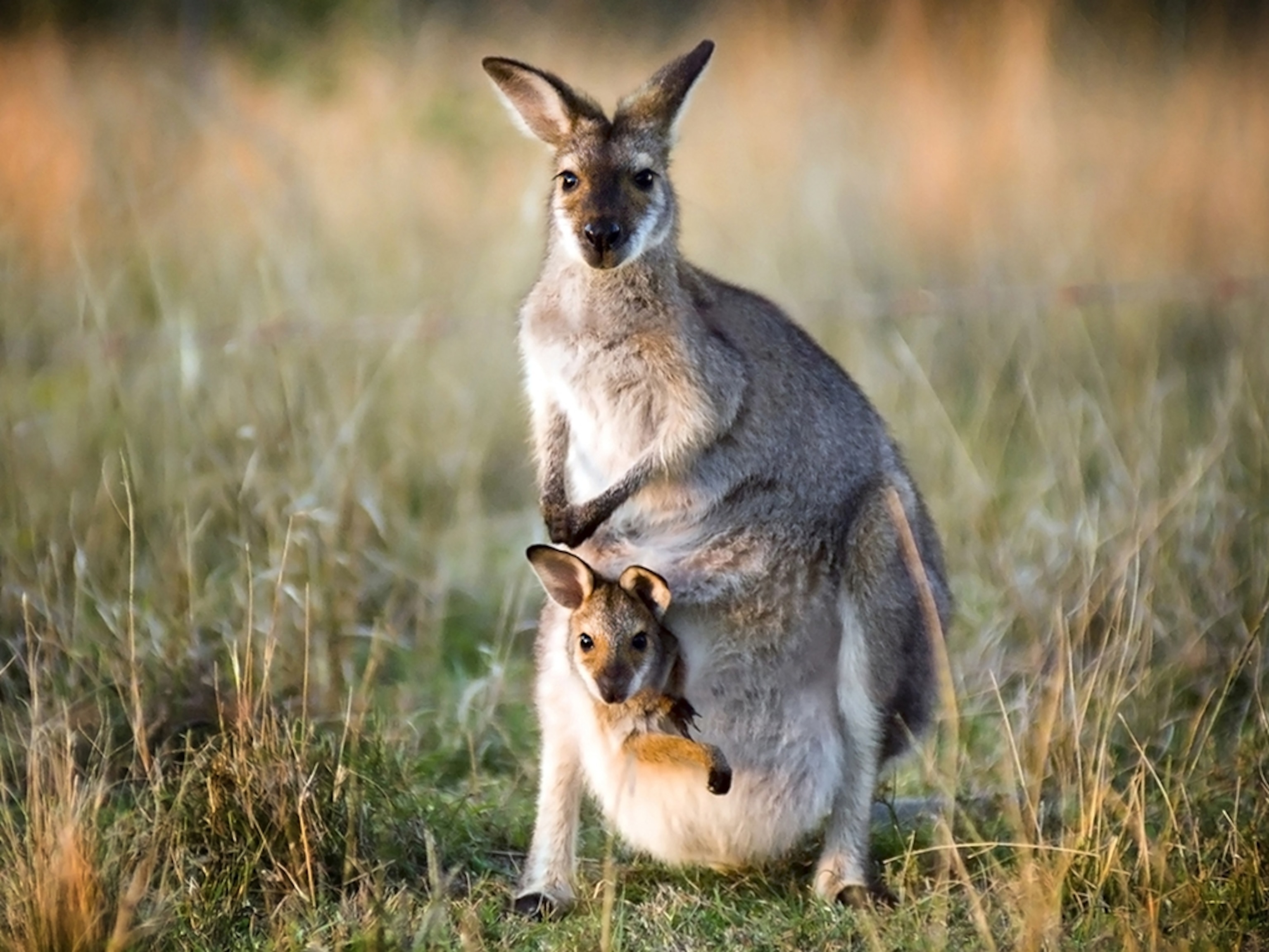 Kangaroo With Baby In Pouch