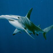Hammerhead Shark Habitat Map Bull Shark Carcharhinus Leucas 