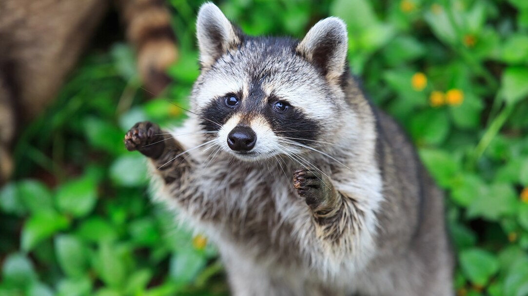 Friendly Racoon How To Make A Raccoon Friendly
