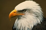 Young Bald Eagle Facts Young Bald Eagle Facts
