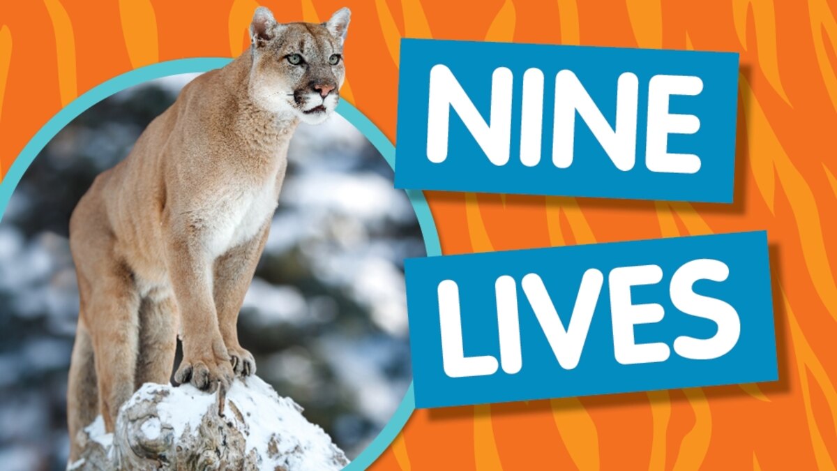 Amazing Animals: Nine Lives