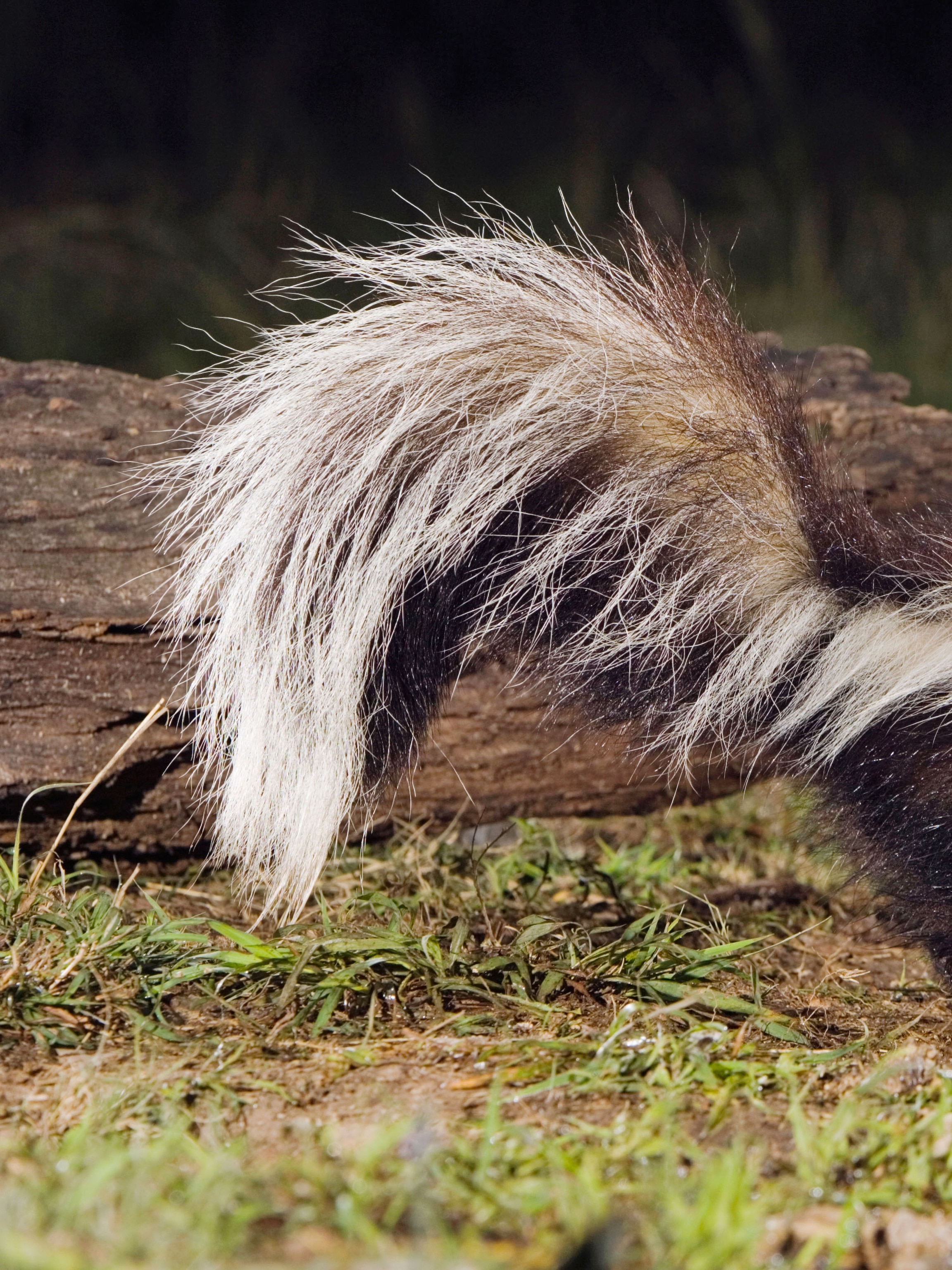 Skunk Chunks Skunks Habitat Facts