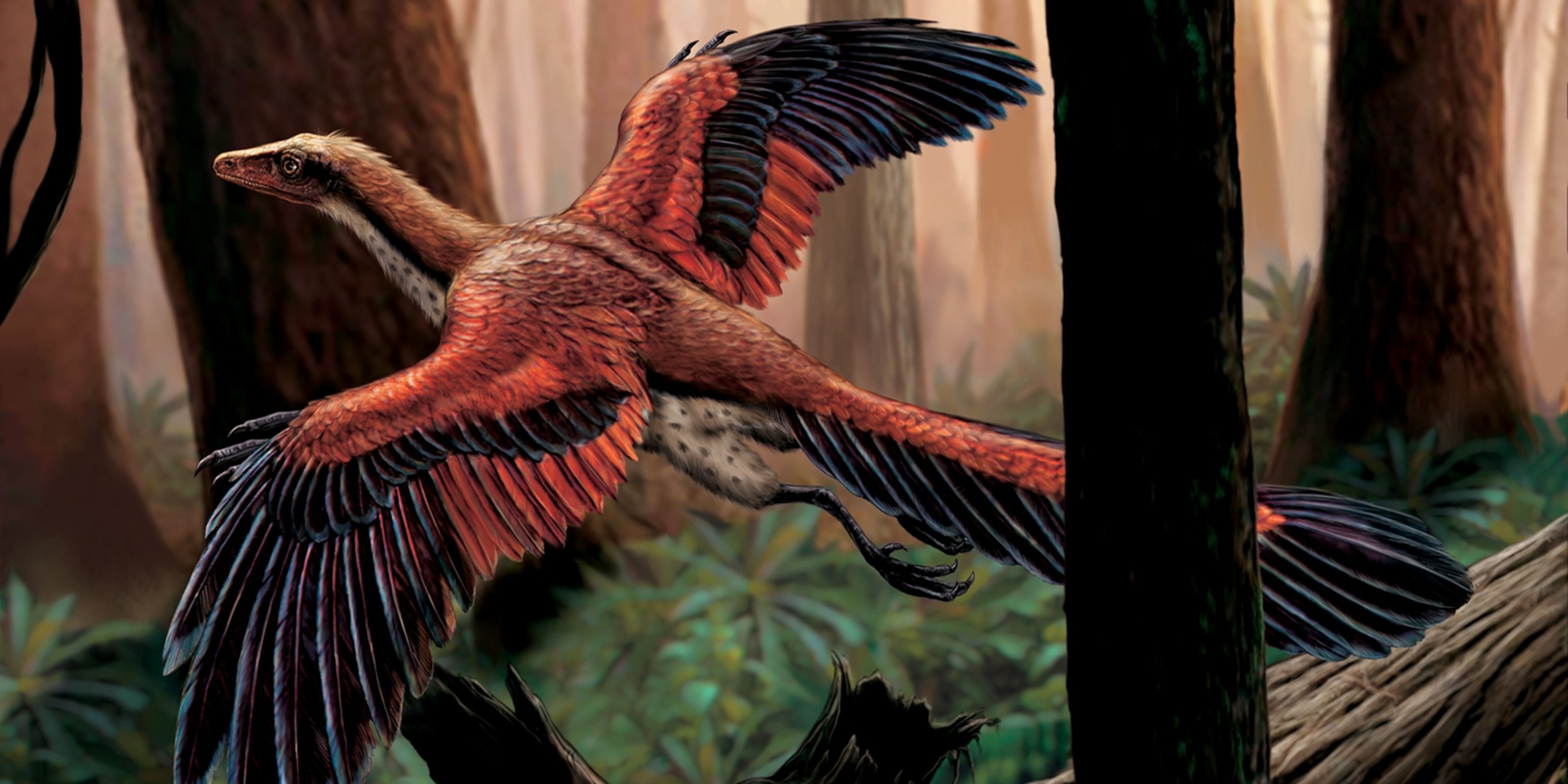 Archaeopteryx | National Geographic Kids