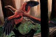 Archaeopteryx Bird Or Reptile Life On Our Planet Documentary