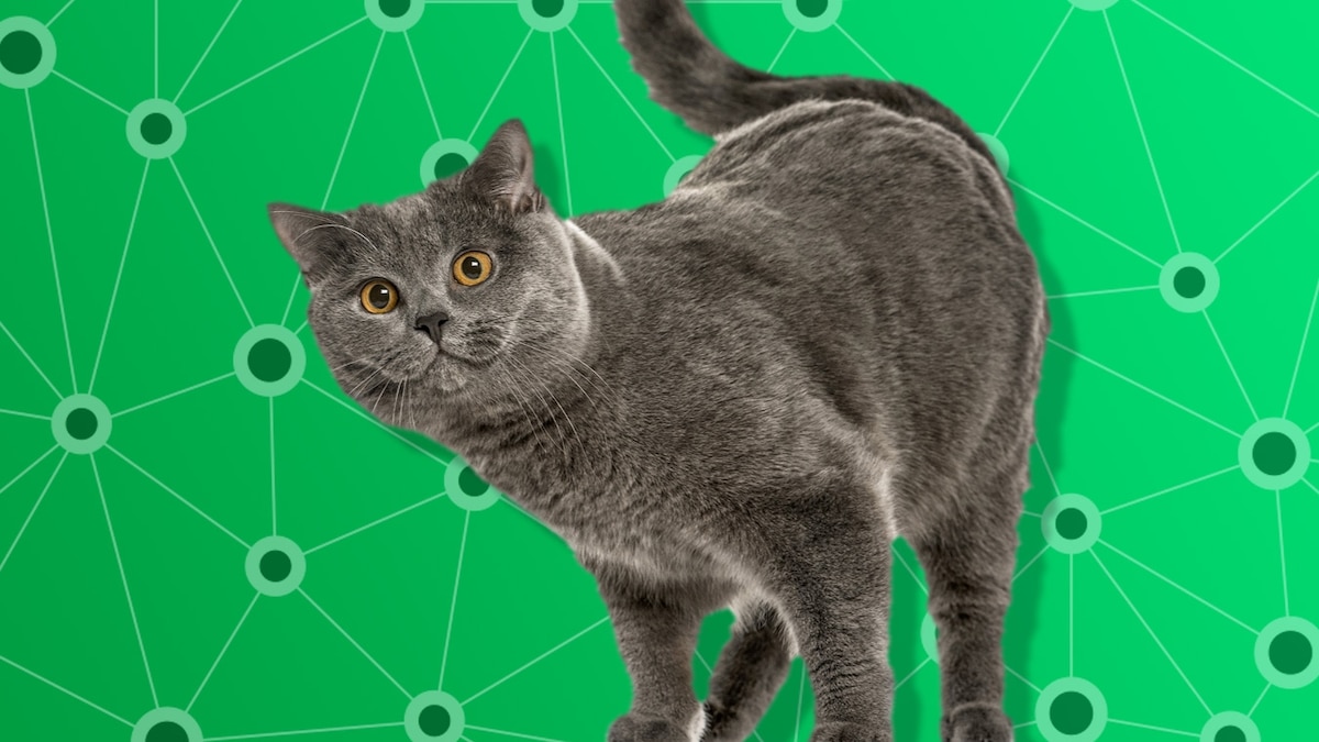 Pet personality quiz