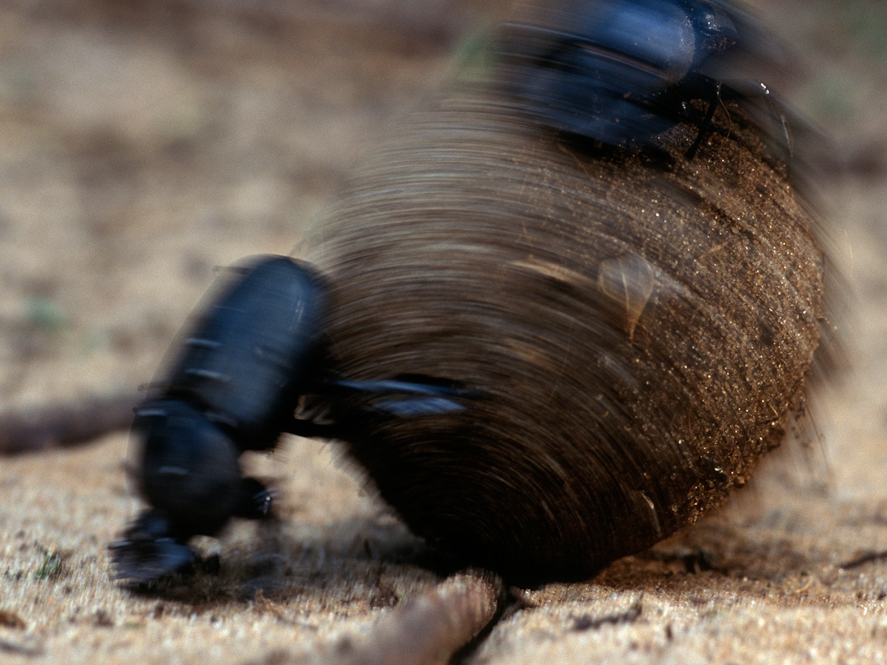 Dung Beetle | National Geographic Kids