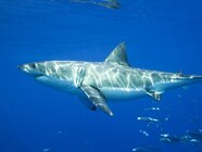 Newborn Great White Shark