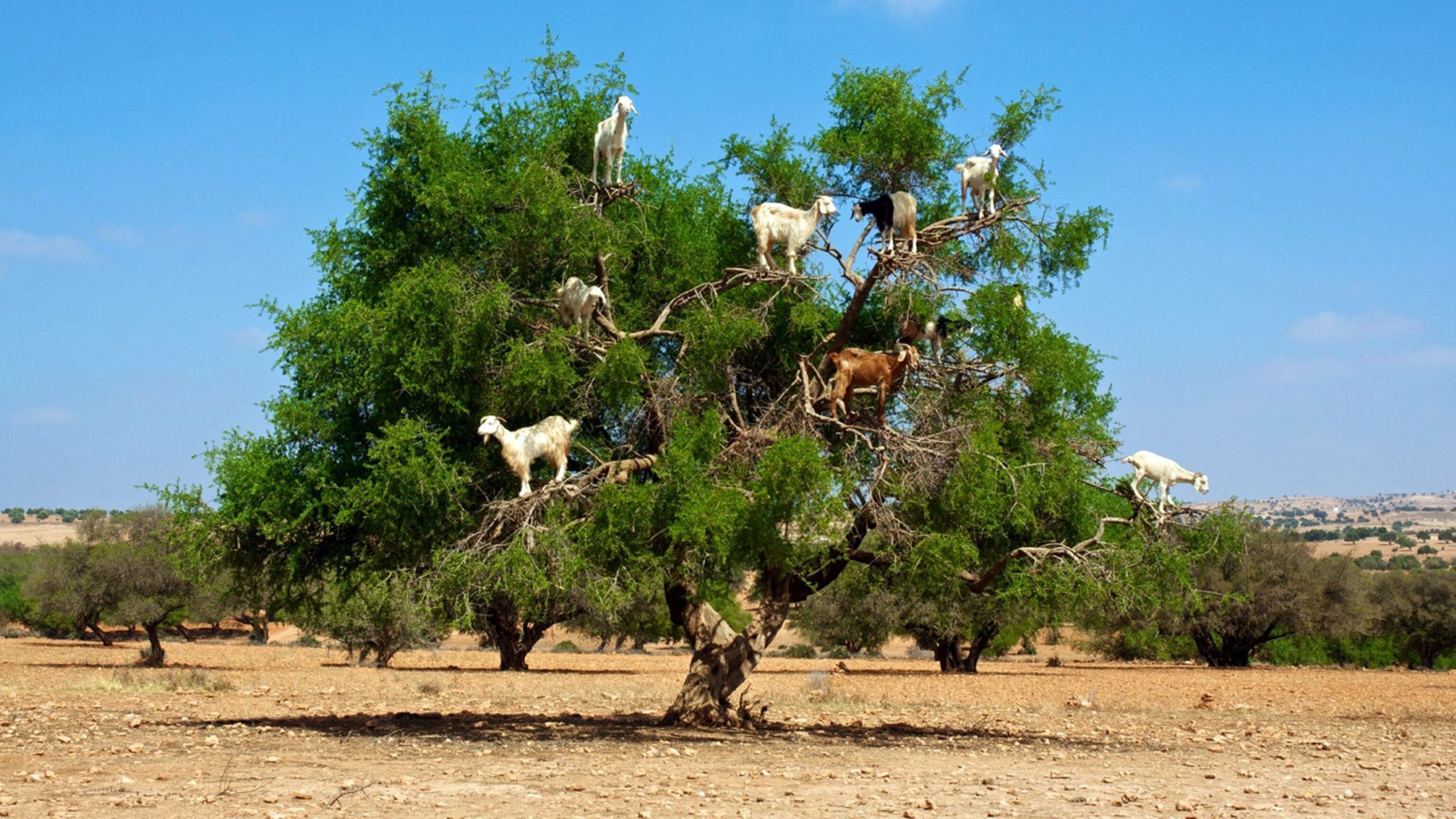 climbing-goats-of-morocco.jpg