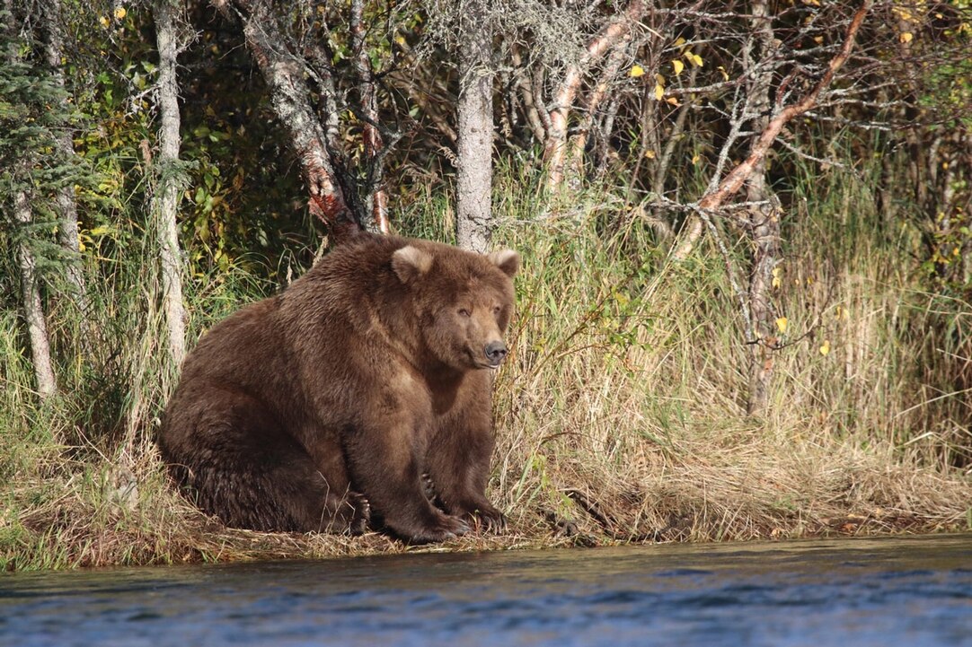 Fat Bear Week