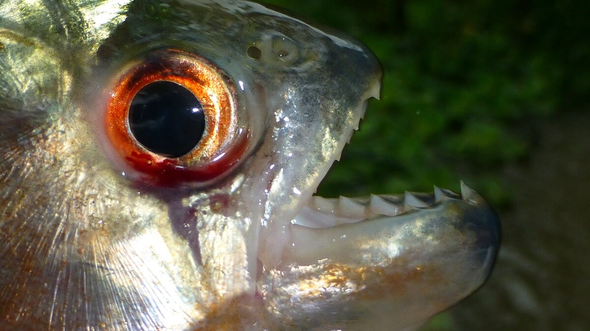 Red-Bellied Piranha