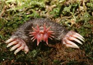 Creepiest Animals