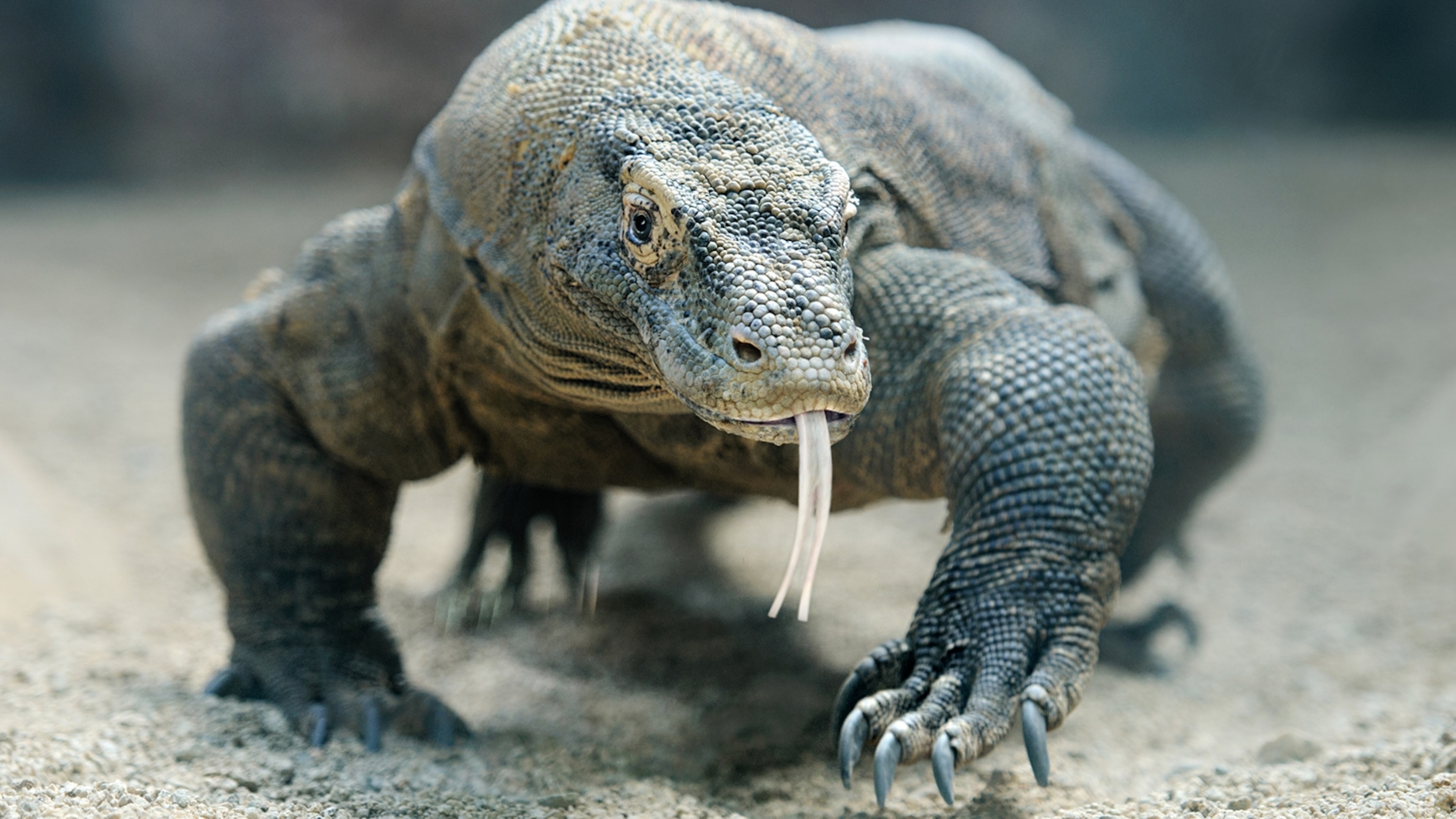 Komodo Dragon