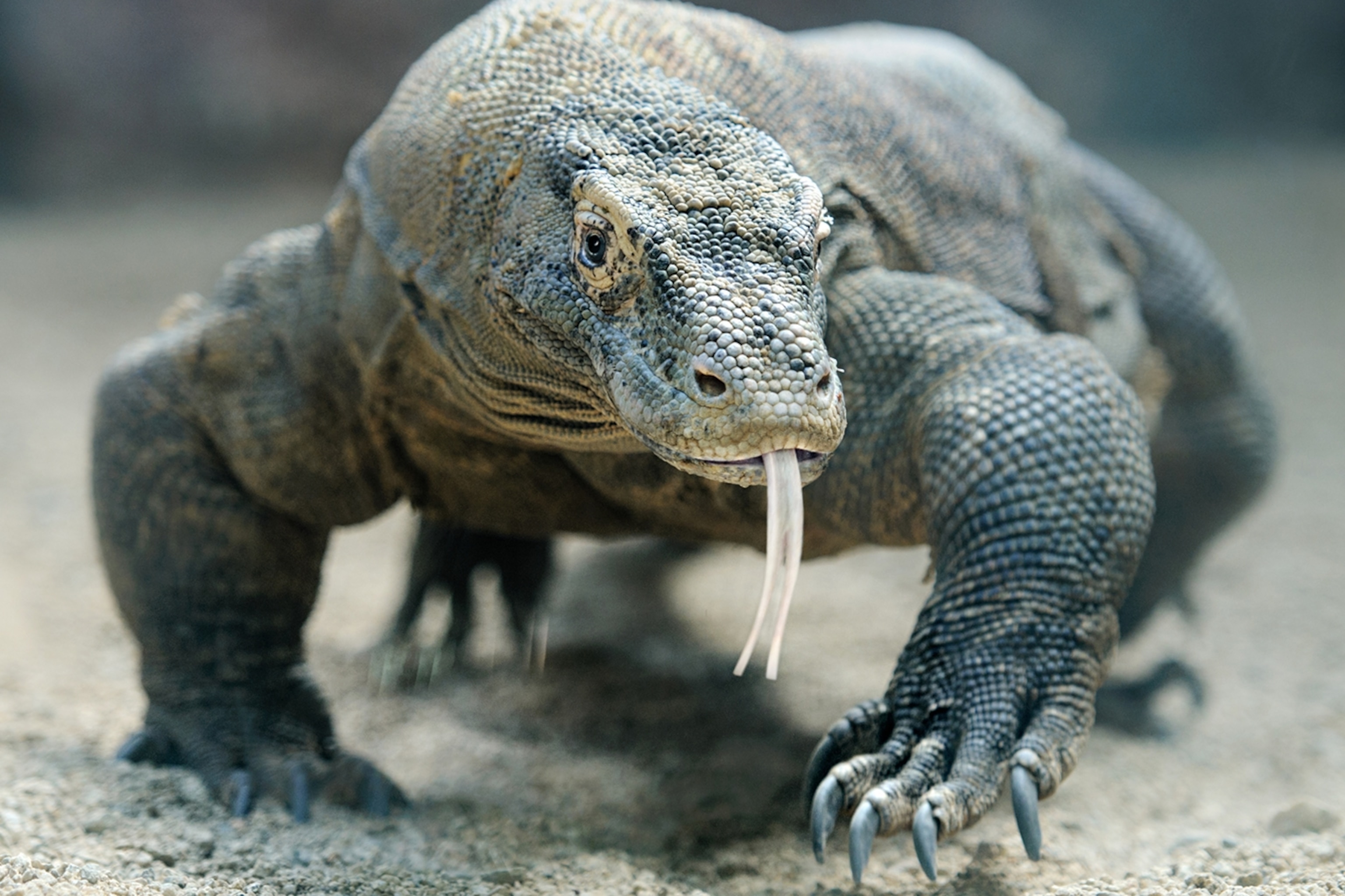 young komodo dragons