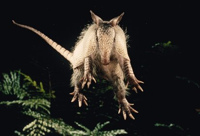 How Fast Can An Armadillo Run