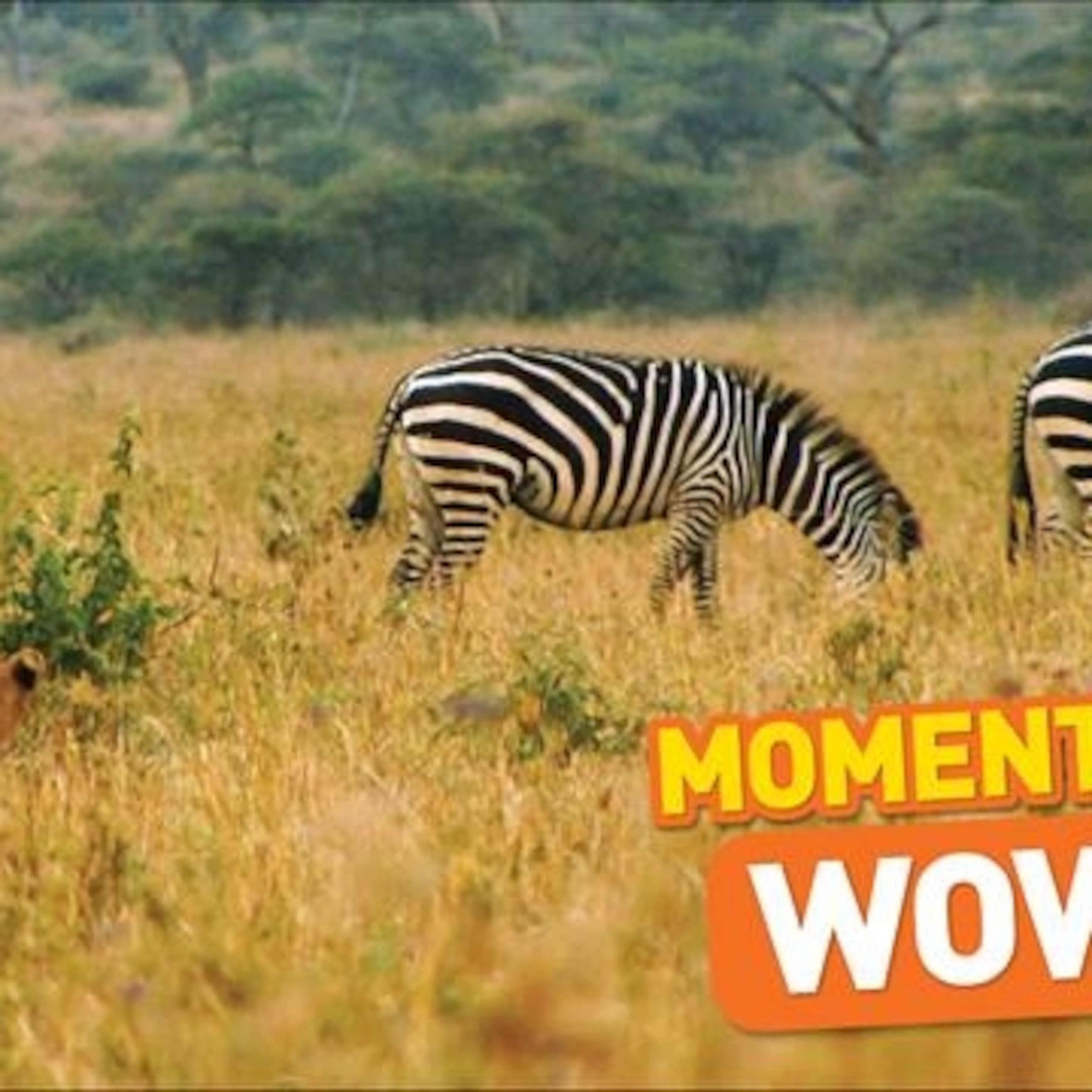 moment-wow-lion-kids_square.jpg