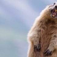 Random Pictures Of Funny Animals Animals And Animal Kingdom Are The Random Pictures Of Funny Animals Animals And Animal Kingdom Are The