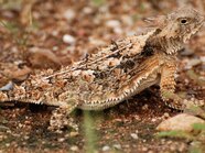 Desert Horned Lizard Predators