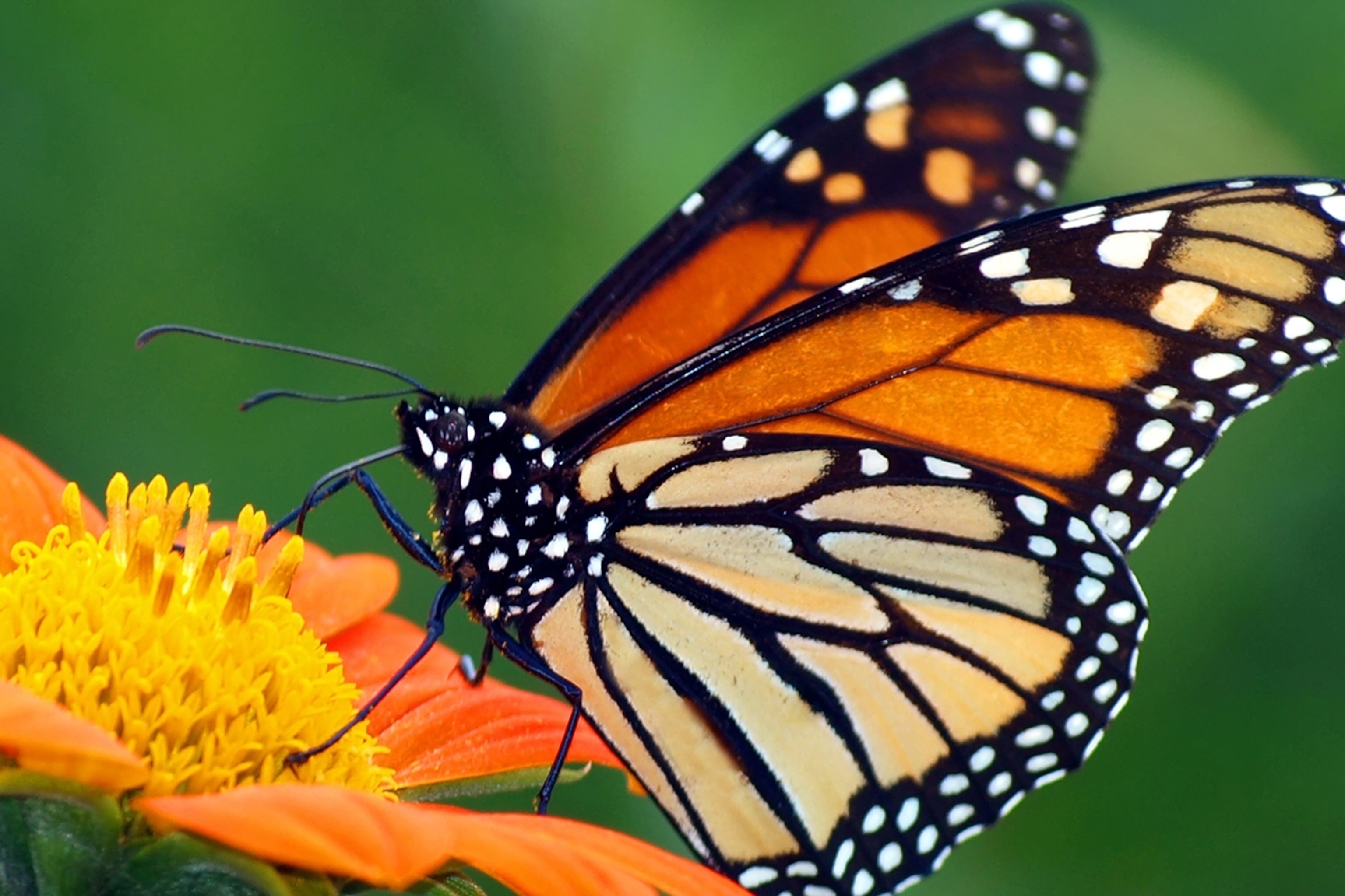 Monarch Butterflies