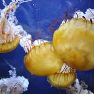 Jellyfish Photos National