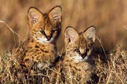Serval Kitten Serval Kitten