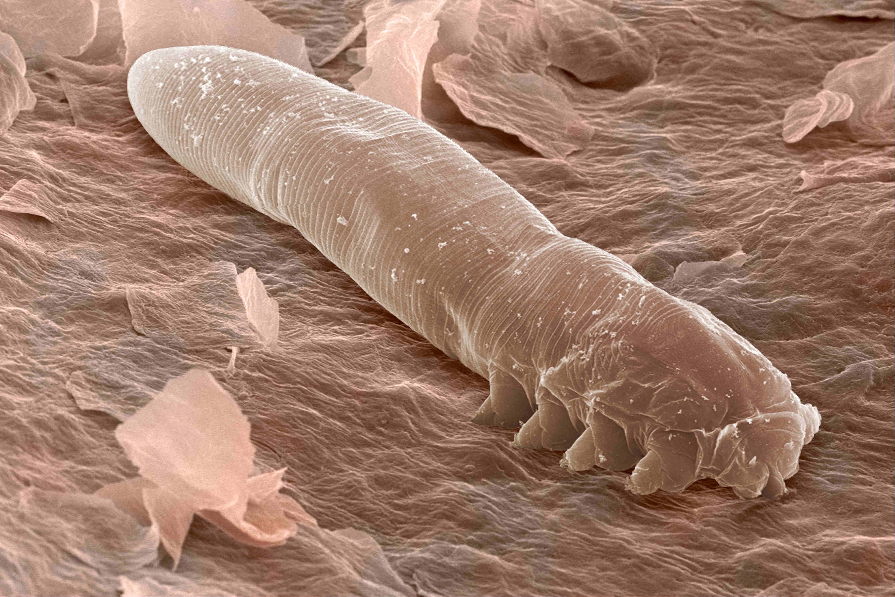 Organisms Living In Human Body