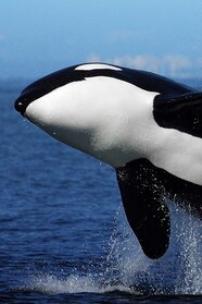 How Long Do Orcas Live Wildlife Fact Sheets Orca VSMSP How Long Do Orcas Live Wildlife Fact Sheets Orca VSMSP