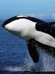Orca Killer Whale Orca Killer Whale