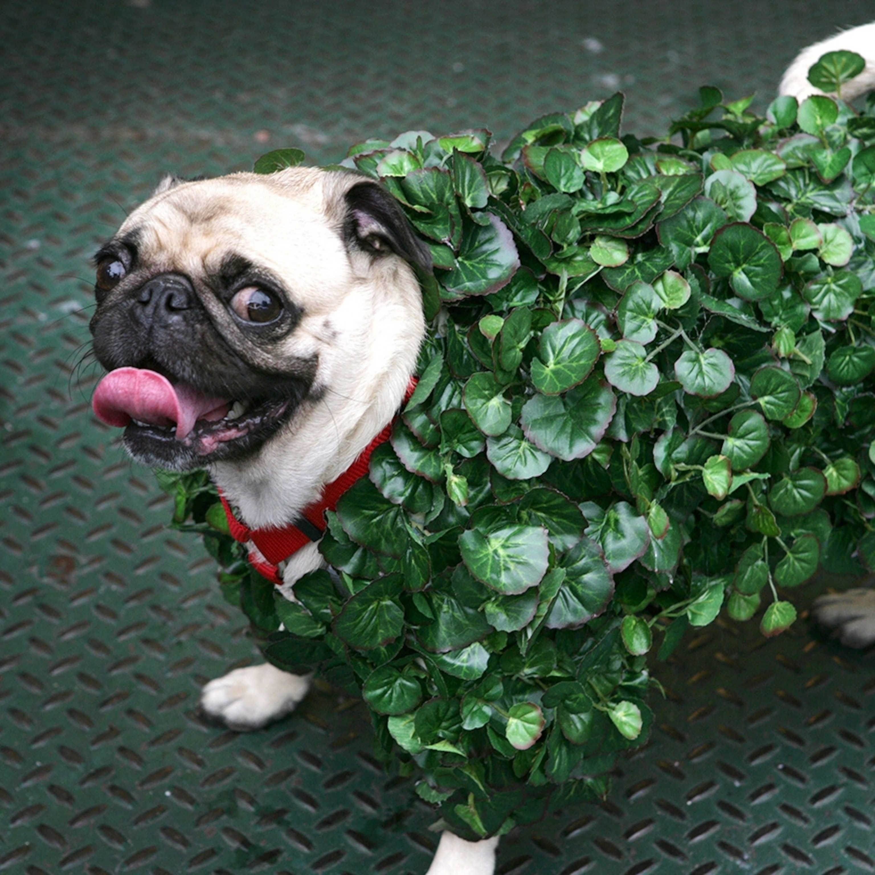 fortnite pug costume